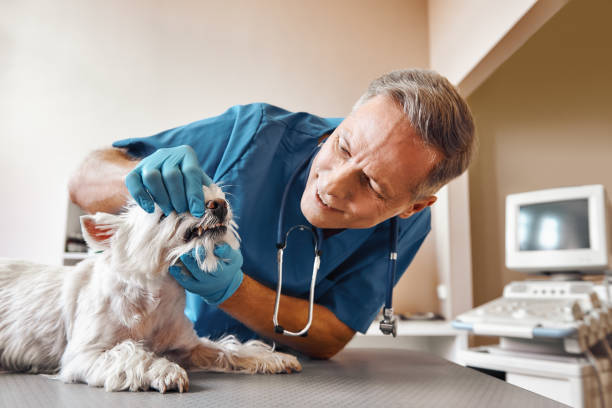 Best Emergency Dental Care for Broken or Chipped Teeth in Bellville, TX